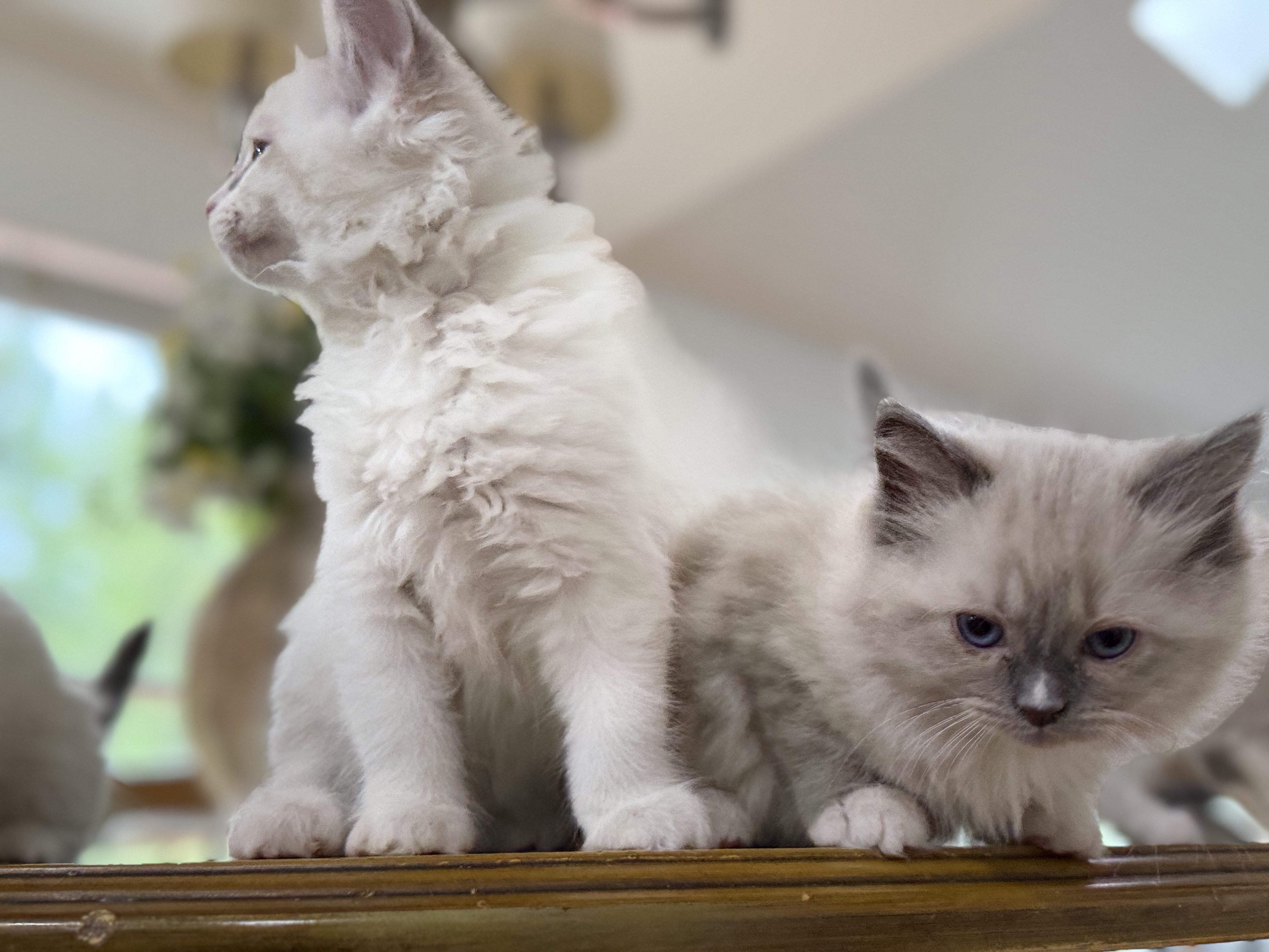 Ragdoll