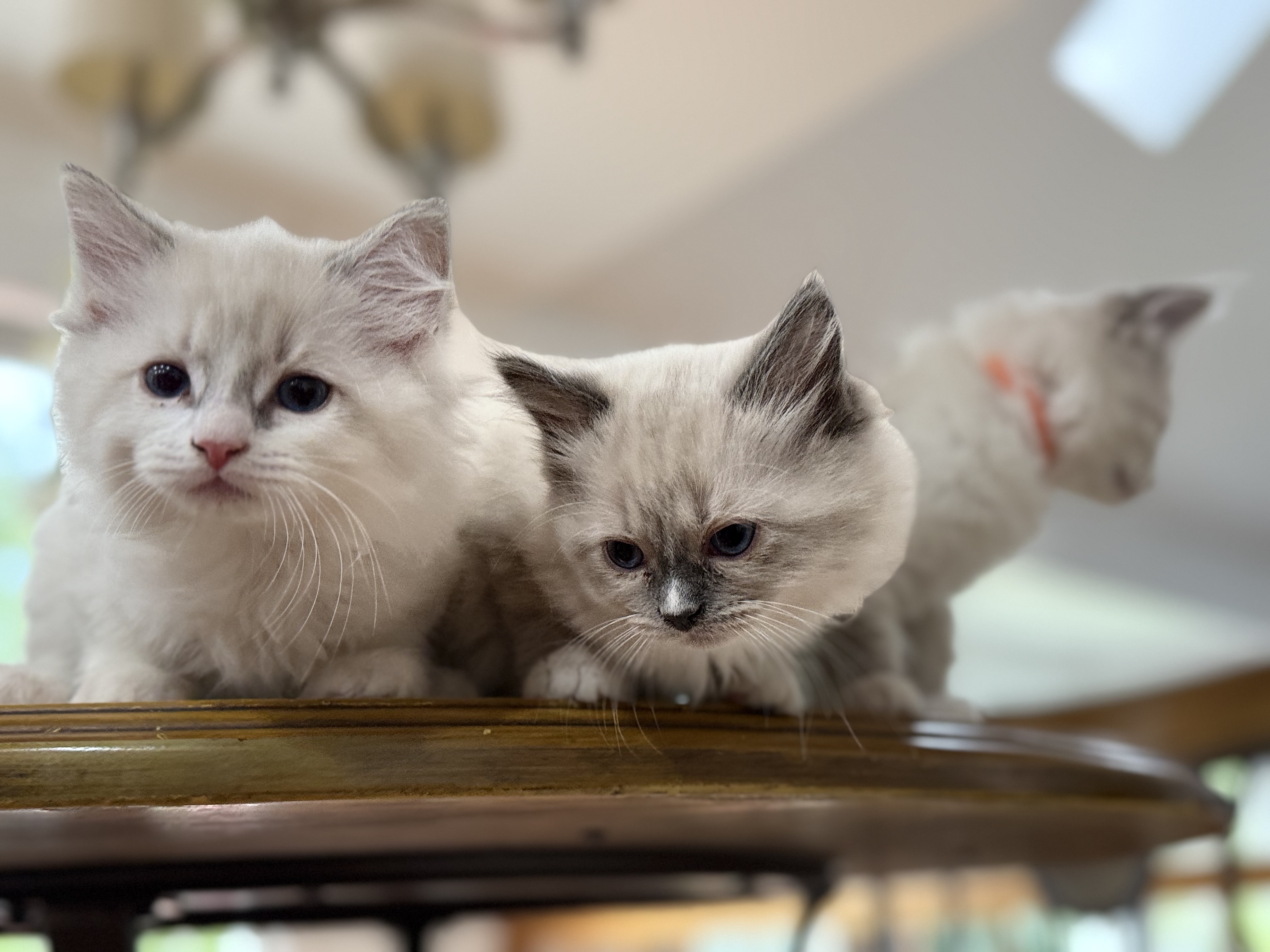 About Basra Kitty Cat