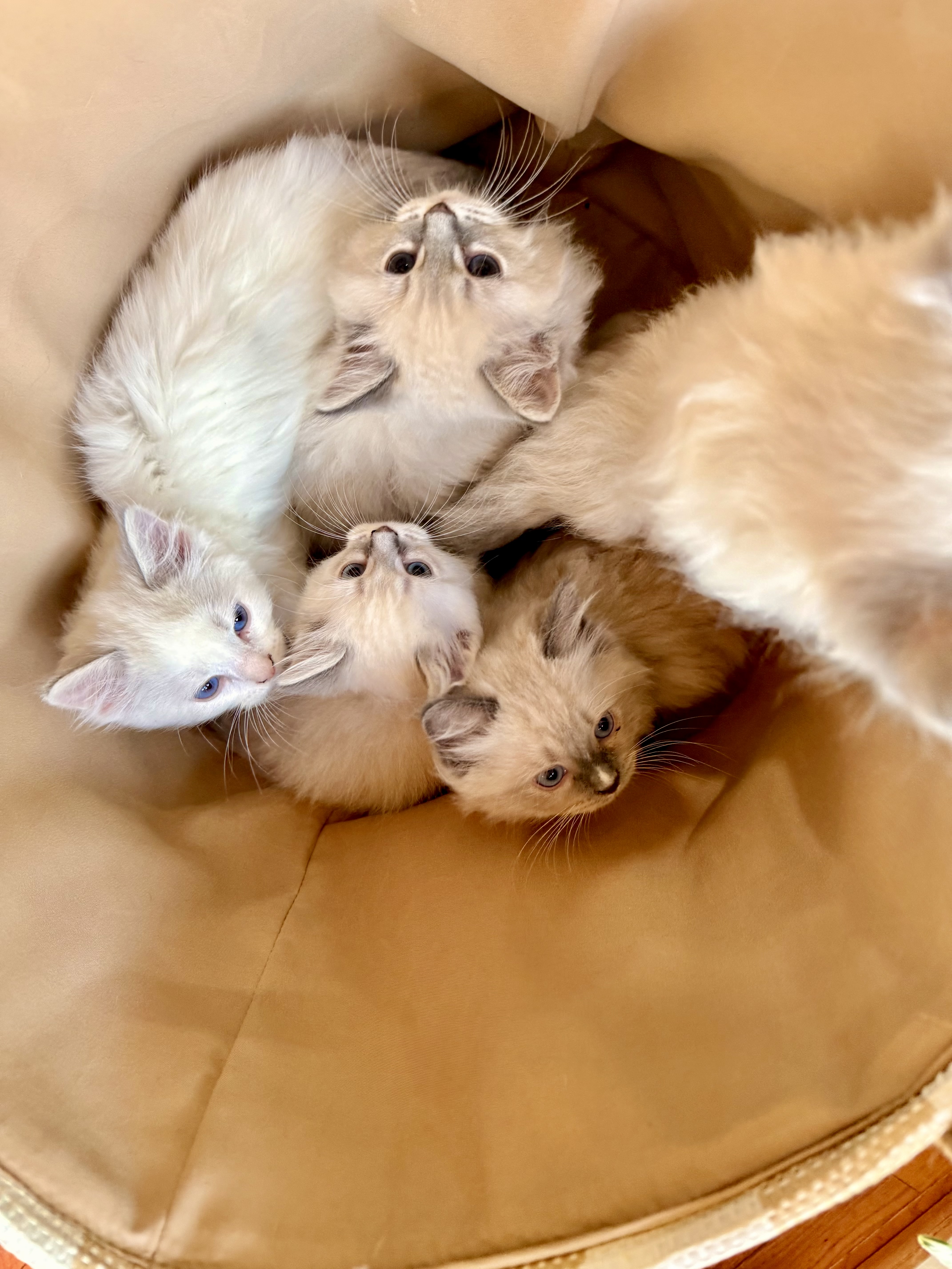 Ragdoll