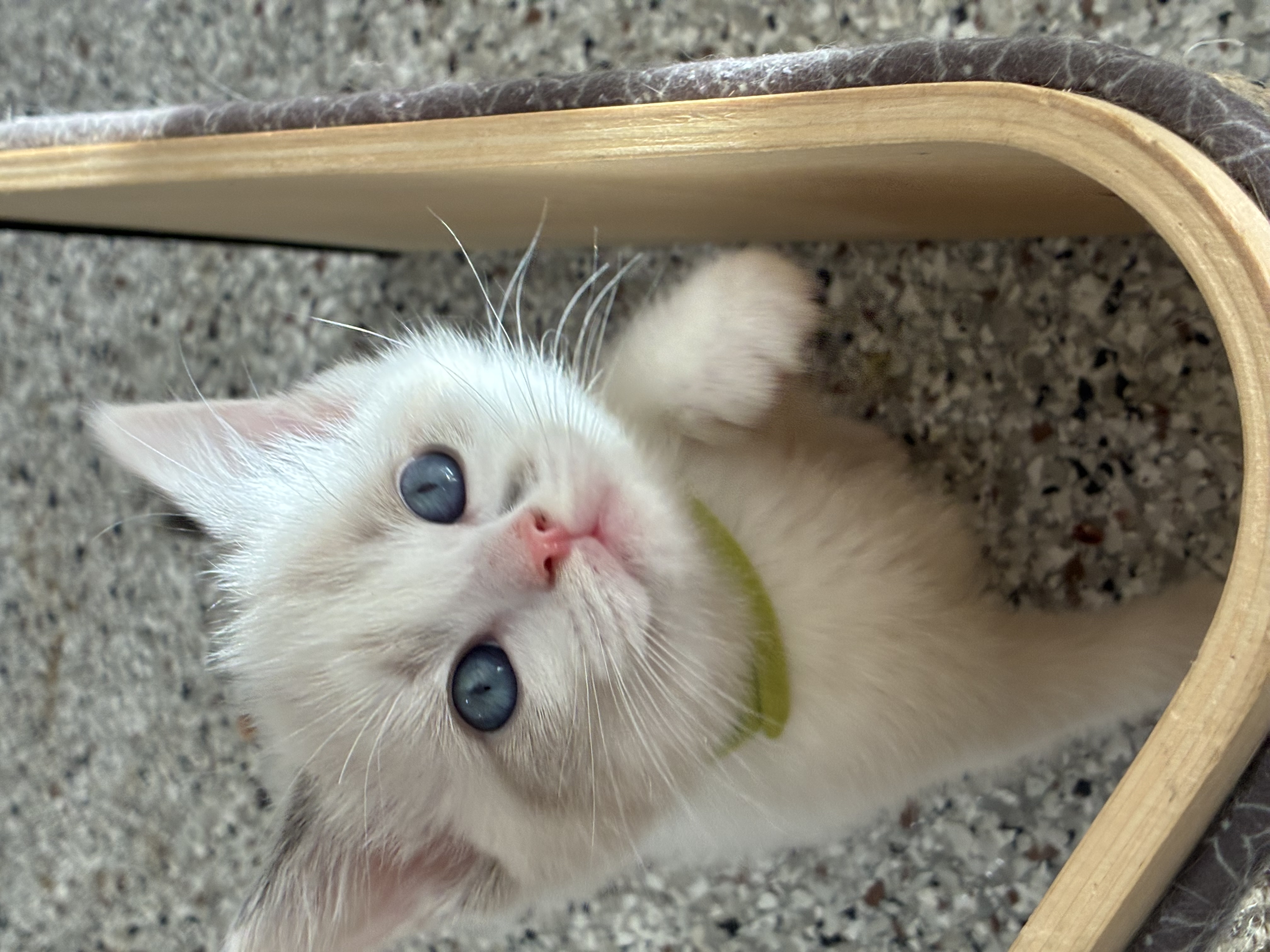 Yellow - Combine | Basra Kitty Cat
